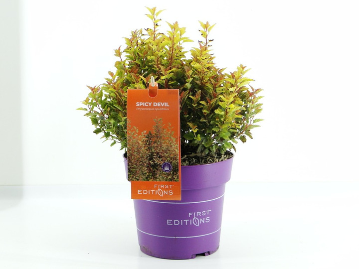 Pūslenis putinalapis (Lot Physocarpus op.) 'Spicy Devil' C3/P19