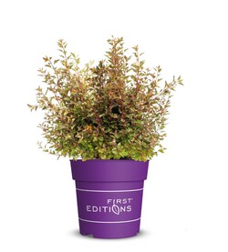 Pūslenis putinalapis (Lot Physocarpus op.) 'Spicy Devil' C3/P19 - nuotrauka 2