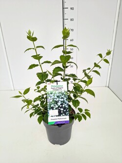 Jazminas (Lot Philadelphus) 'Pearls of Perfume' C5/P23 50-60 CM - nuotrauka 1