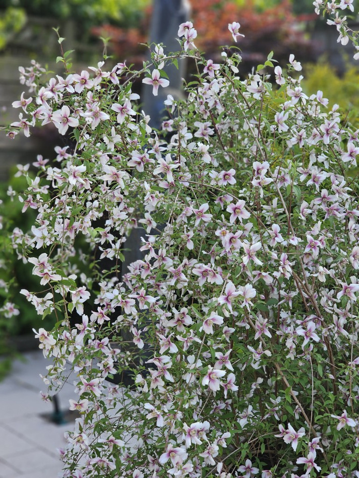 Jazminas (Lot Philadelphus) 'Pearls of Perfume' C5/P23 50-60 CM