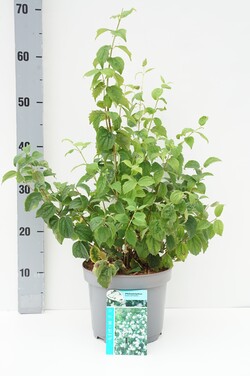 Jazminas (Lot Philadelphus) 'Pearls of Perfume' C3/P19 40-50 CM - nuotrauka 1