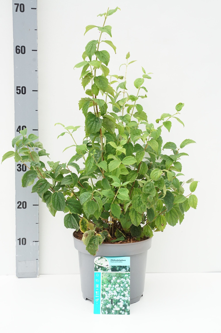 Jazminas (Lot Philadelphus) 'Pearls of Perfume' C3/P19 40-50 CM