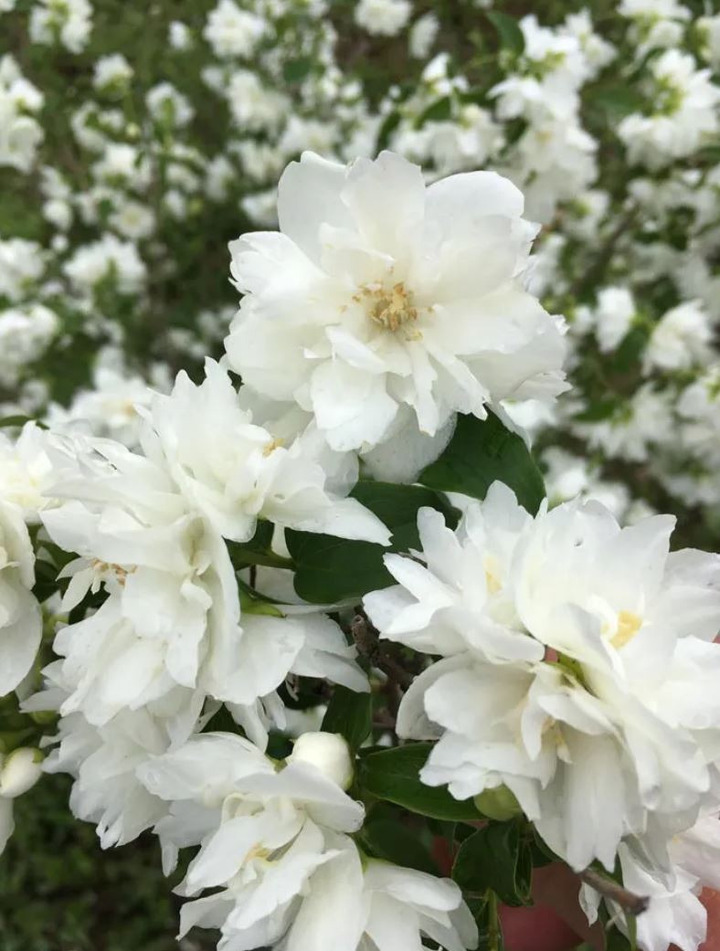 Jazminas (Lot Philadelphus) 'Pearls of Perfume' C3/P19 40-50 CM