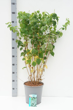 Jazminas (Lot Philadelphus) 'Pearls of Perfume' C7/P24 60-80 CM - nuotrauka 2