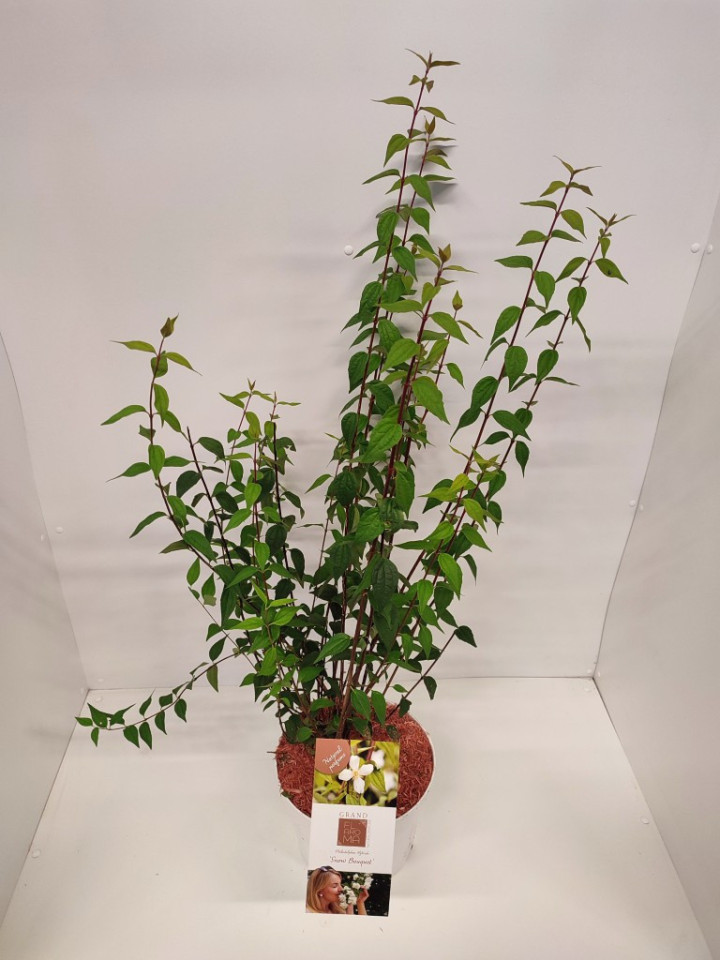 Jazminas (Lot Philadelphus) 'Snow Bouquet' C5/P23 50-60 CM