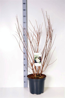 Jazminas (Lot Philadelphus) 'Schneesturm' C5/P23 50-60 CM