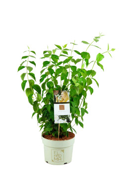 Jazminas (Lot Philadelphus) 'Summer Snow' C5/P23 50-60 CM