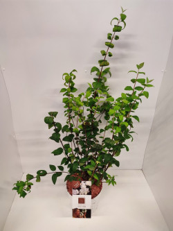 Jazminas (Lot Philadelphus) 'White Belle' C5/P23 50-60 CM