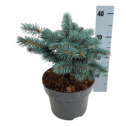 Eglė dygioji (Lot Picea pungens) 'Karpaten' C5/P23 20-25 CM - nuotrauka 2