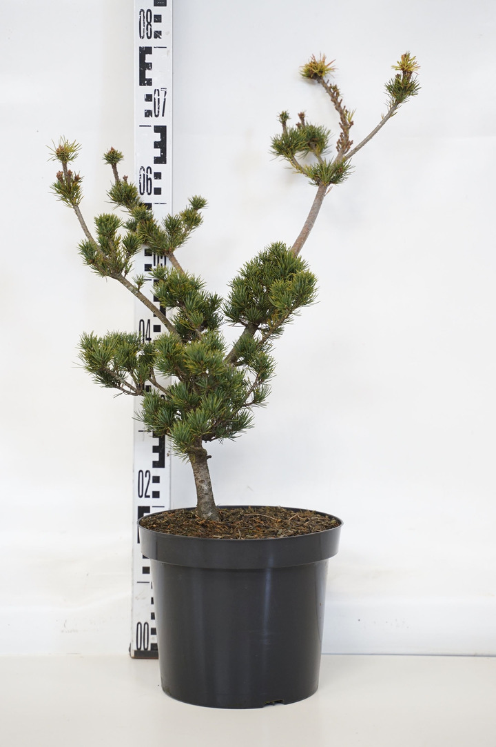 Pušis smulkiažiedė (Lot Pinus parv.) 'Kokonoe' C7,5/P26 40-50 CM
