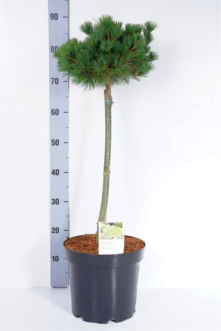Pušis smulkiažiedė (Lot Pinus parv.) 'Kokuho' C7,5 STIEBAS 60 CM