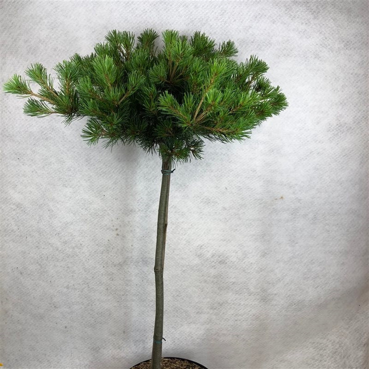 Pušis smulkiažiedė (Lot Pinus parv.) 'Kokuho' C7,5 STIEBAS 60 CM
