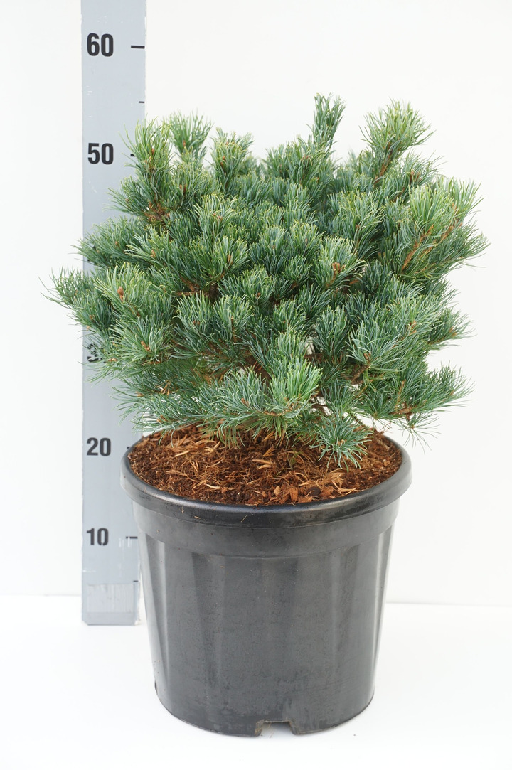 Pušis smulkiažiedė (Lot Pinus parv.) 'Linda' C10 30-40 CM