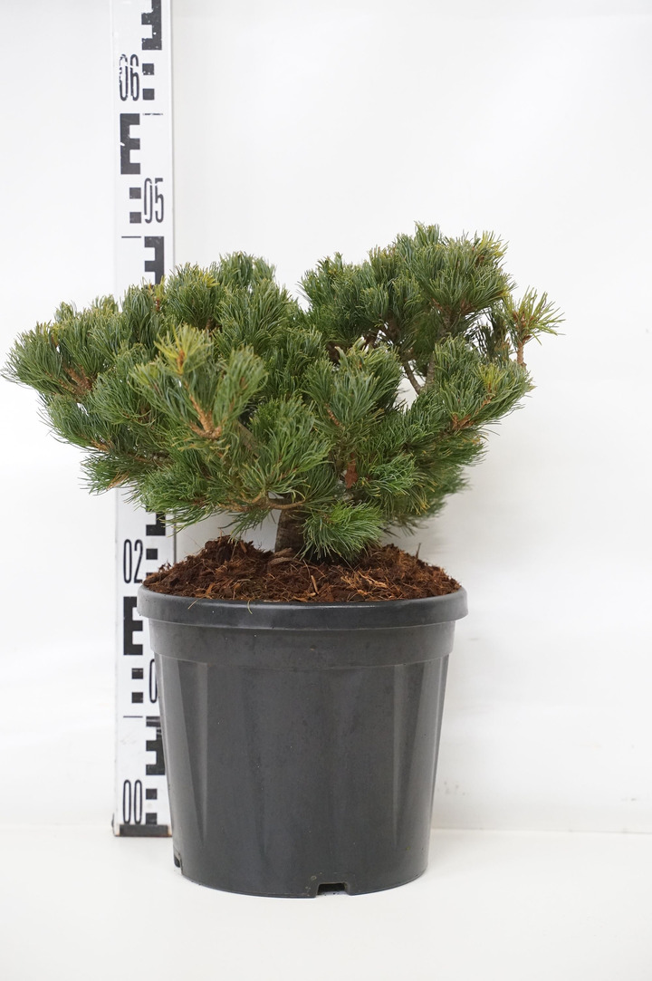 Pušis smulkiažiedė (Lot Pinus parv.) 'Linda' C7,5/P26 20-30 CM