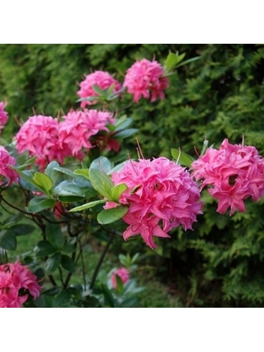 Azalija (Lot Azalea) HOMEBUSH C5 80-100CM-AZALIJOS-KRŪMAI