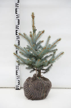 Eglė dygioji (Lot Picea pungens) 'Super Blue' 40-50 CM RB