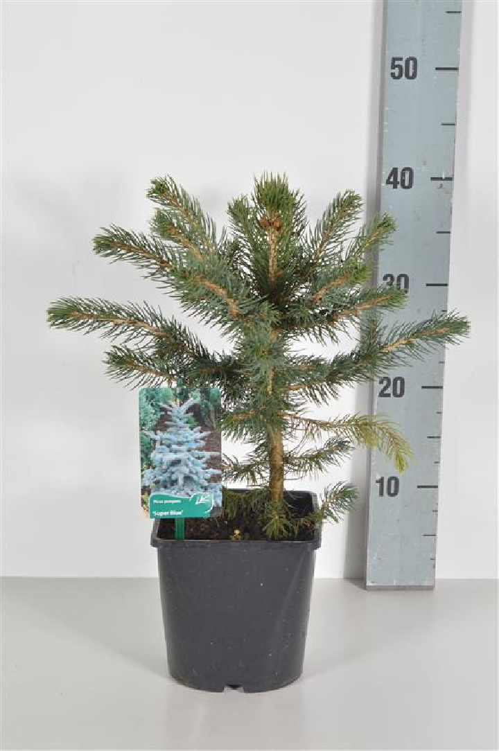Eglė dygioji (Lot Picea pungens) 'Super Blue' C2/P17 25-30 CM