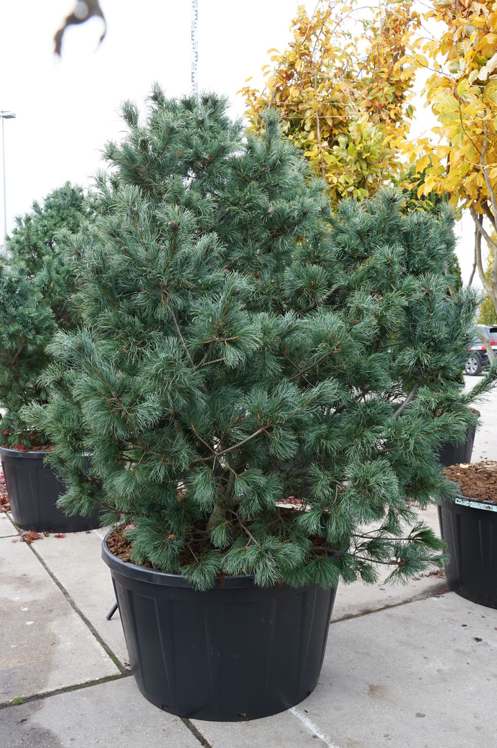 Pušis smulkiažiedė (Lot Pinus parv.) 'Schoon's Bonsai' C285 150-175 CM SOL