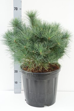 Pušis veimutinė (Lot Pinus strobus) 'Bergman's Mini' C18 40/+ CM