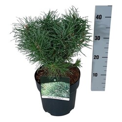 Pušis paprastoji (Lot Pinus sylv.) 'Blue Pearl' C5/P23 20-25 CM