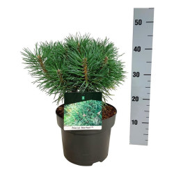 Pušis paprastoji (Lot Pinus sylv.) 'Blue Pearl' C5/P23 25-30 CM