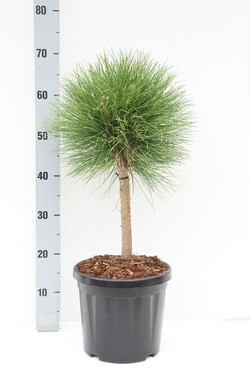 Pušis (Lot Pinus) 'Summer Breeze' C7,5 STIEBAS C20