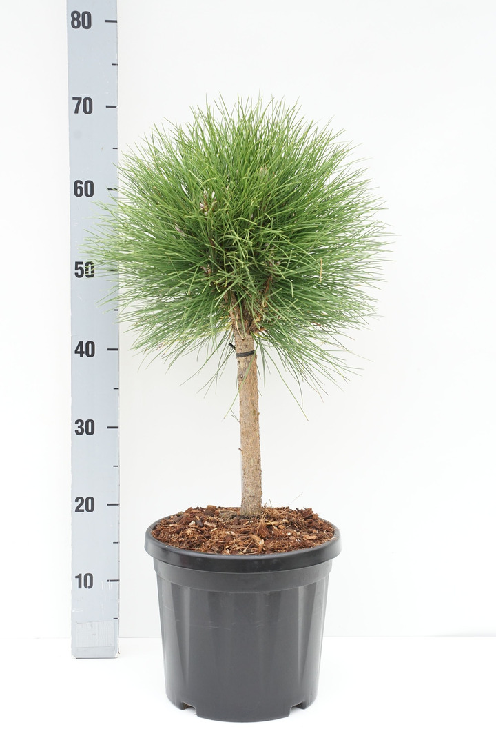 Pušis (Lot Pinus) 'Summer Breeze' C7,5 STIEBAS C20