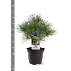 Pušis veimutinė (Lot Pinus strobus) 'Blue Shag' C3/P19 25-30 CM