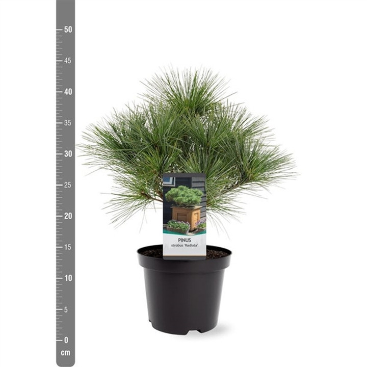Pušis veimutinė (Lot Pinus strobus) 'Blue Shag' C3/P19 25-30 CM