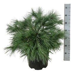 Pušis veimutinė (Lot Pinus strobus) 'Blue Shag' C15 50-60 CM