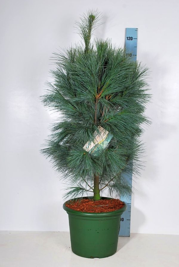 Pušis veimutinė (Lot Pinus strobus) 'Densa Hill' C15 80-100 CM