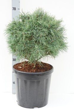 Pušis veimutinė (Lot Pinus strobus) 'Green Twist' C18 40/+ CM