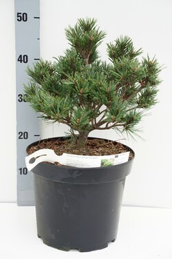 Pušis veimutinė (Lot Pinus strobus) 'Kruger's Lilliput' C7,5/P26 30-40 CM