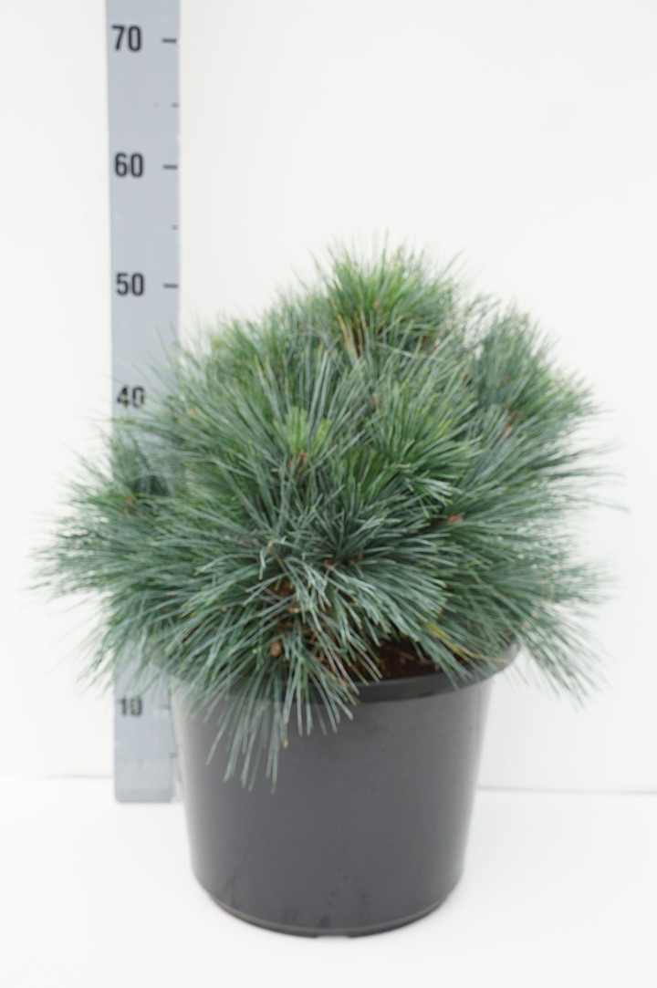 Pušis veimutinė (Lot Pinus strobus) 'Macopin' C12 30-35 CM