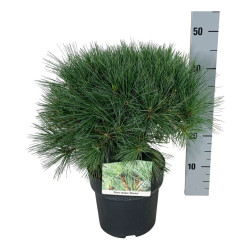 Pušis veimutinė (Lot Pinus strobus) 'Minima' C5/P23 30-40 CM