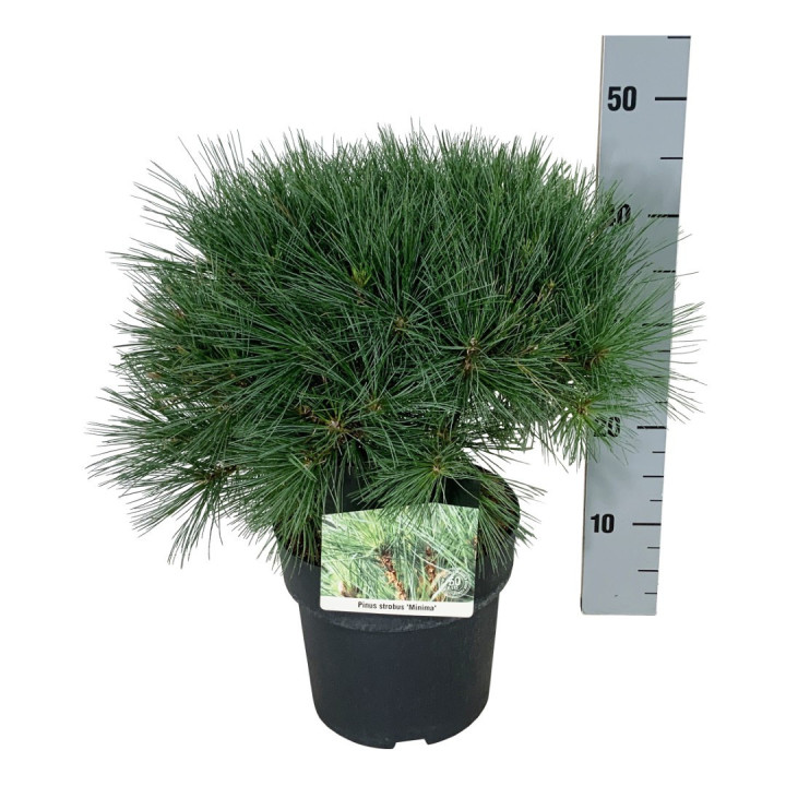 Pušis veimutinė (Lot Pinus strobus) 'Minima' C5/P23 30-40 CM