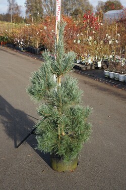 Pušis paprastoji (Lot Pinus sylv.) 'Norske Typ' C25 80-100 CM