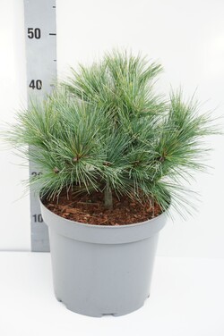 Pušis veimutinė (Lot Pinus strobus) 'Radiata' C7,5/P26 25-30 CM