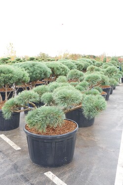 Pušis paprastoji (Lot Pinus sylv.) 'Repens' BONSAI 125-150 C285