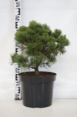 Pušis paprastoji (Lot Pinus sylv.) 'Sandringham' C10 30-40 CM - nuotrauka 1