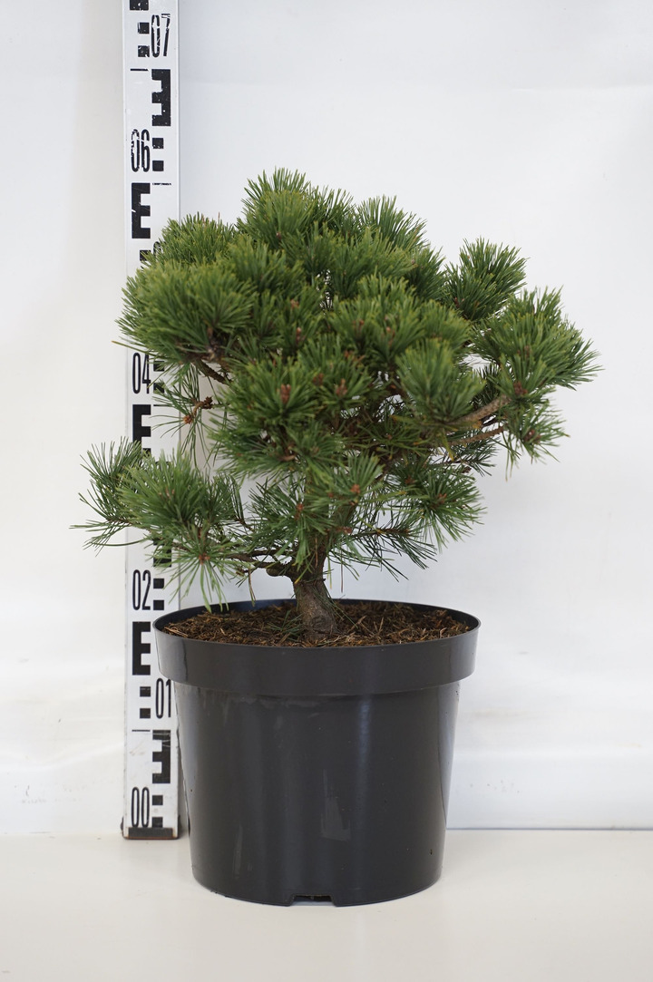 Pušis paprastoji (Lot Pinus sylv.) 'Sandringham' C10 30-40 CM