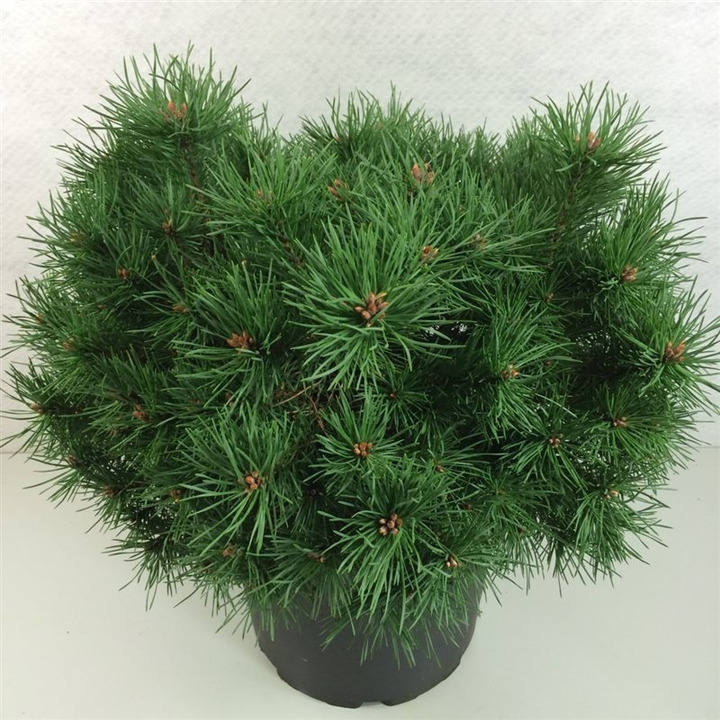 Pušis paprastoji (Lot Pinus sylv.) 'Sandringham' C10 30-40 CM