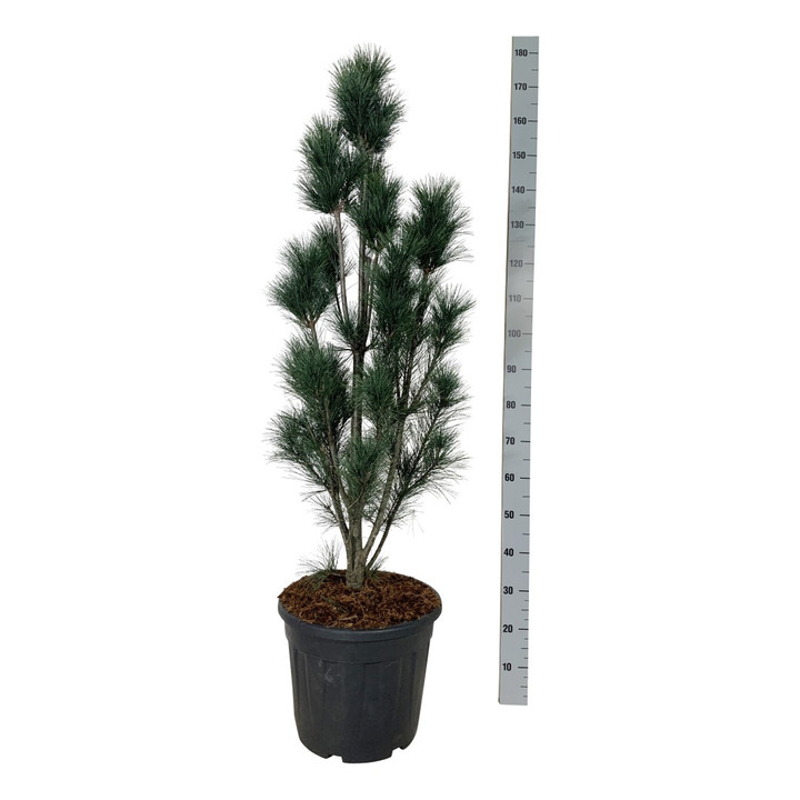 Pušis veimutinė (Lot Pinus strobus) 'Stowe Pillar' C30 100-125CM EXTRA