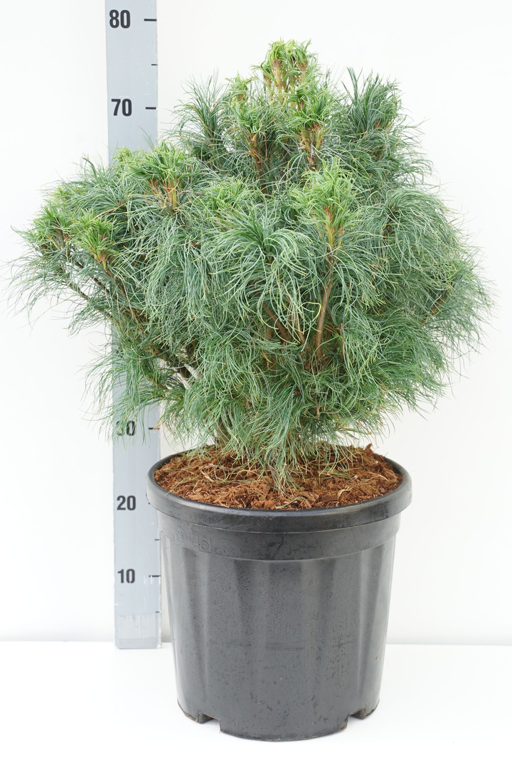 Pušis veimutinė (Lot Pinus strobus) 'Squigles' C18 40/+ CM