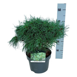 Pušis veimutinė (Lot Pinus strobus) 'Tiny Curls' C5/P23 30-40 CM