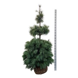Pušis veimutinė (Lot Pinus strobus) 175-200 CM WRB EXTRA