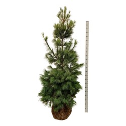 Pušis veimutinė (Lot Pinus strobus) 200-225 CM WRB EXTRA