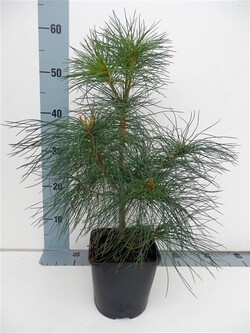 Pušis veimutinė (Lot Pinus strobus) C2/P17 25-30 CM