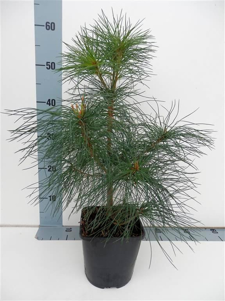 Pušis veimutinė (Lot Pinus strobus) C2/P17 25-30 CM
