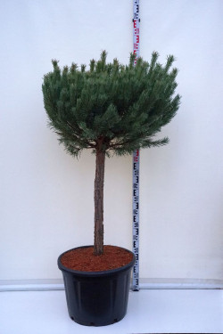 Pušis paprastoji (Lot Pinus sylv.) 'Watereri' C65 STIEBAS 80 CM